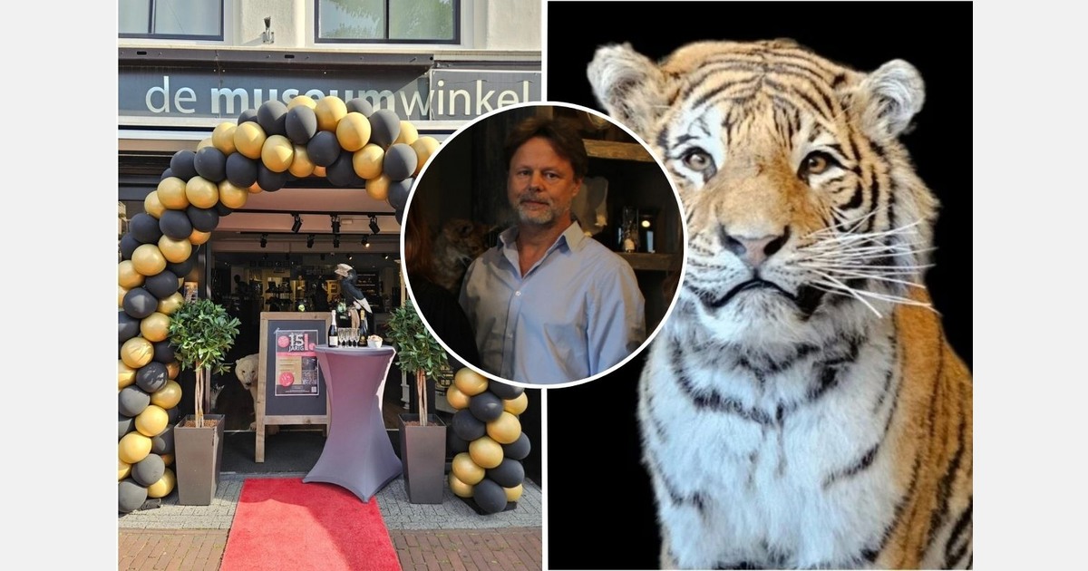 Opgezette tijger van 35.000 euro gestolen bij Nijmeegse Museumwinkel