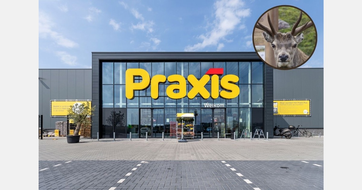 Hert met Praxis-emmer bezorgt brandweer ‘DIY-klus’ in Rijswijk